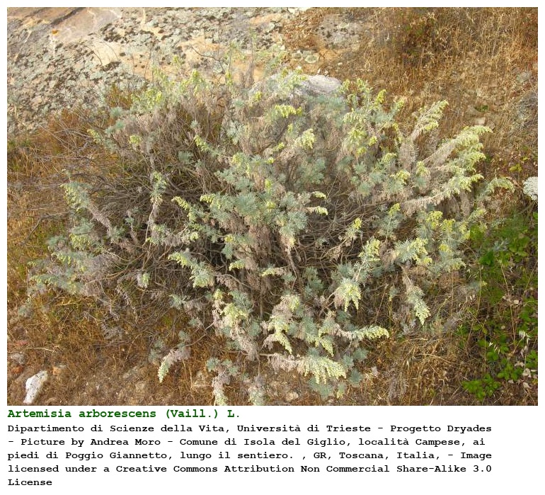 Artemisia arborescens (Vaill.) L.